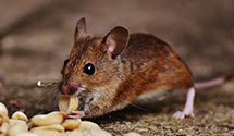 24 Hour & Emergency Exterminators in Yucaipa, CA